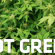 Illustration for article titled Smoking Weed Is Really Bad for the Environment (Doing Other Drugs Is Less Bad)